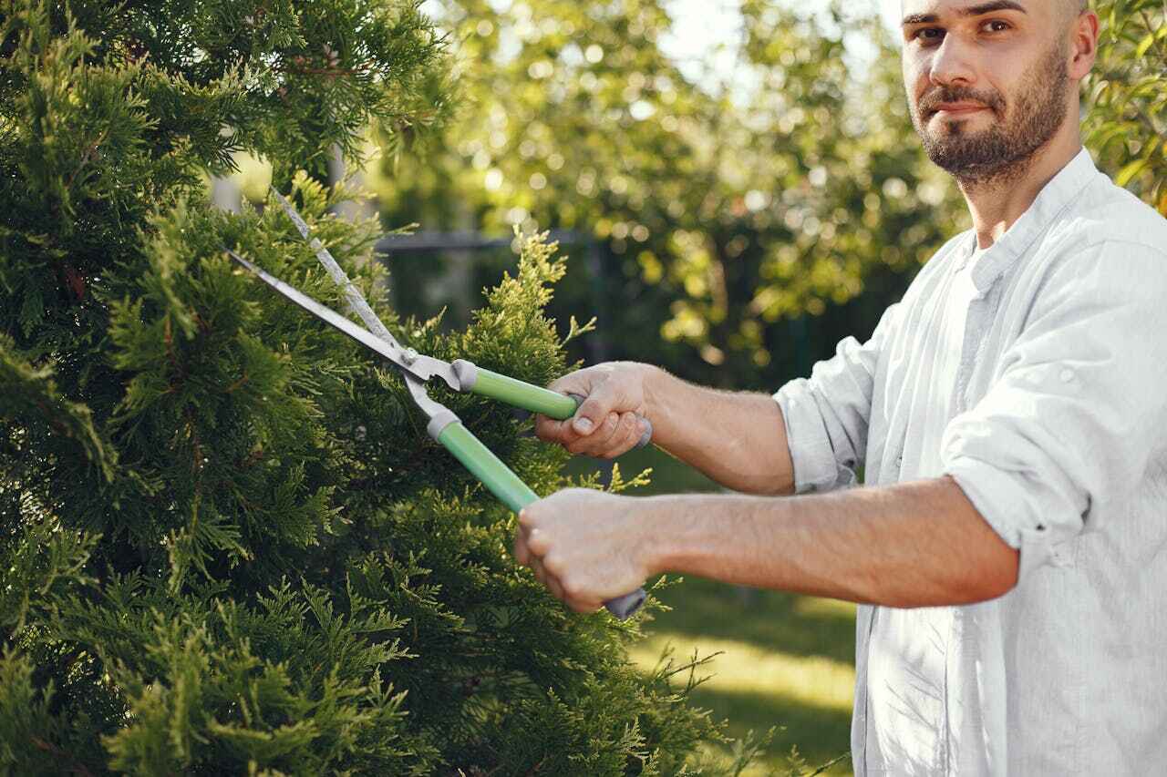 Best Dead Tree Removal  in USA